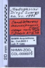 Etiketten zu Cardiotarsus aeneipennis (Fleutiaux, 1904) (NHMW-ZOO-COL-0006979)